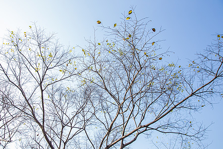 杭州西湖树枝蓝天图片