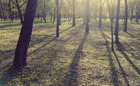 ps素材树林图片