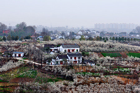 樱花全景陕西西乡樱桃沟背景