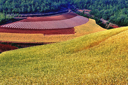 东川红土地图片