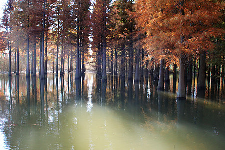 西沙湿地水杉背景图片