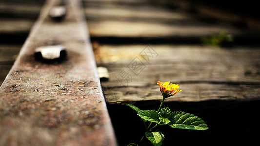 铁路边上成长的小花朵图片
