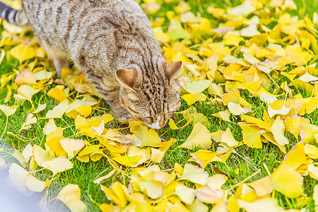 公园内猫在草地银杏探索图片