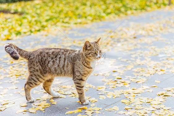 清新文艺猫公园散步张望图片