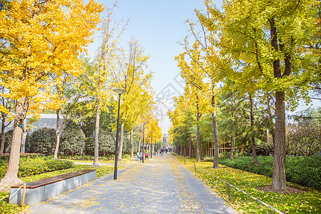 清新文艺公园银杏树背景图片