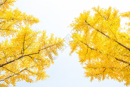 清新文艺银杏树自然风光高清图片