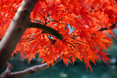 秋天的红枫红叶染红高清图片