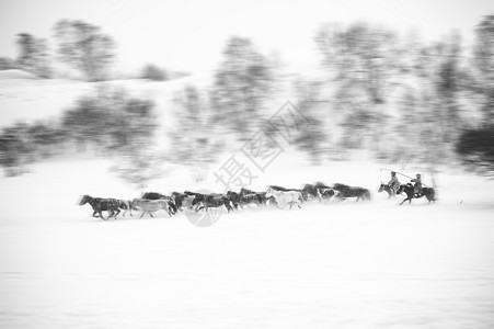 雪中赶马图片