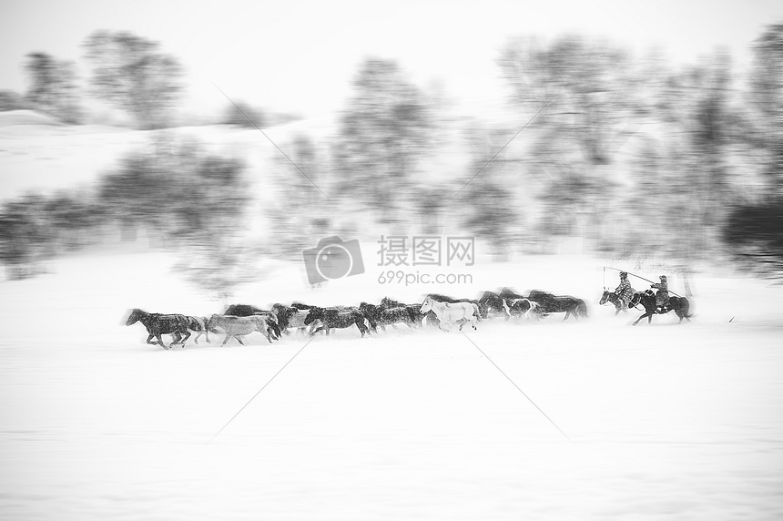 雪中赶马图片