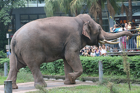 动物园豹子图片-动物园豹子素材图片大全-摄图网