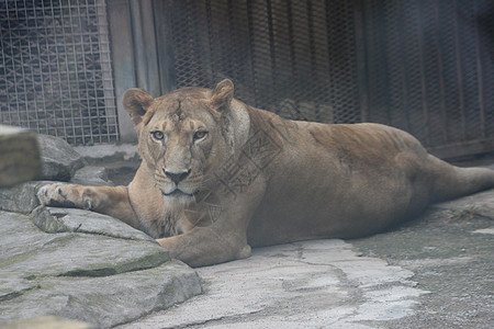 动物园笼子里趴着的狮子图片素材