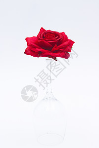 玻璃杯里的玫瑰背景图片