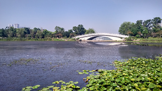 自然风景桥梁建筑绿色植被图片