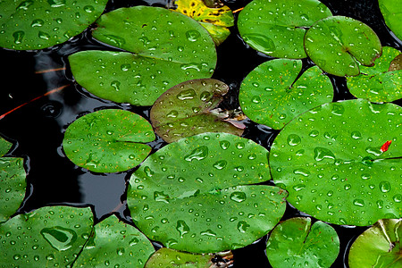 秋日水塘里的绿色莲蓬荷花图片