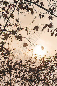 夕阳树木秋冬背景图片