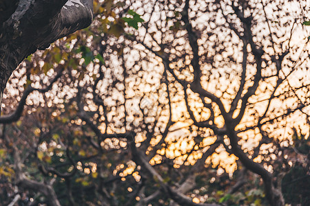 夕阳树木秋冬背景背景图片