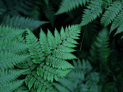 植物图片