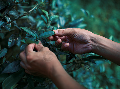 佛教意境武夷茶文化背景