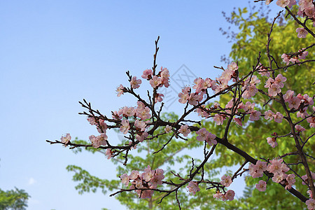 桃花背景图片