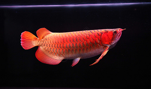 金龙鱼素材图片