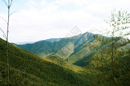 南山竹海背景图片