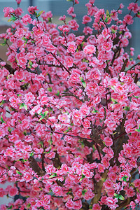 中国新年春节图片