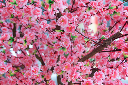 中国新年春节图片