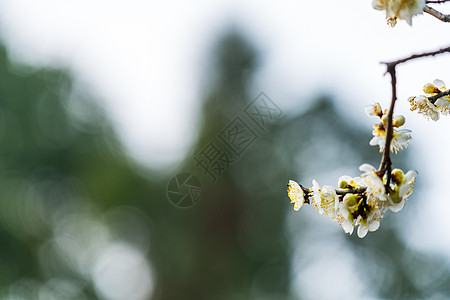 古猗园梅花图片