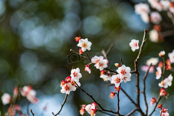 古猗园梅花图片