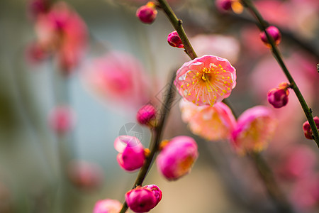 古猗园梅花图片