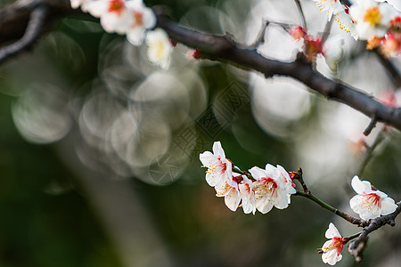 古猗园梅花图片