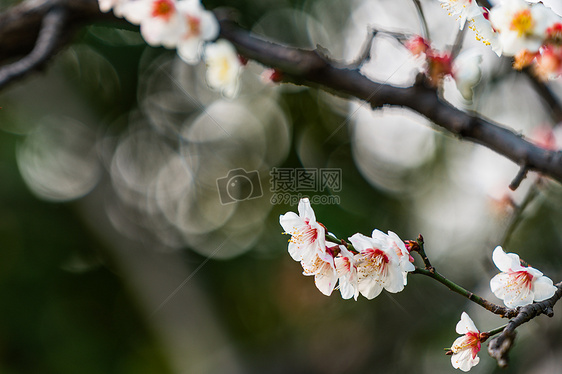 古猗园梅花图片