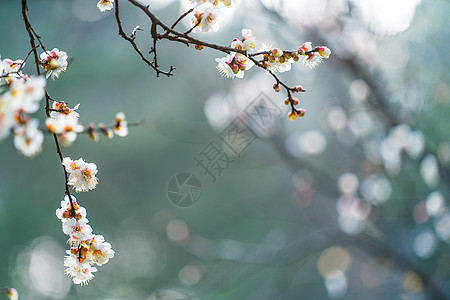 开春古猗园梅花背景