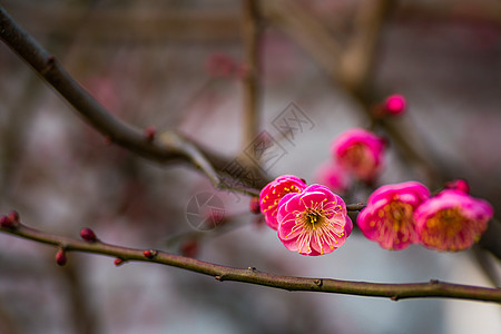 古猗园梅花图片