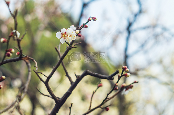 古猗园梅花图片