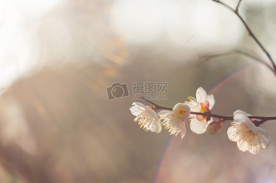 古猗园梅花图片