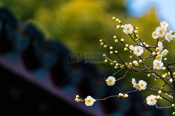 古猗园梅花图片