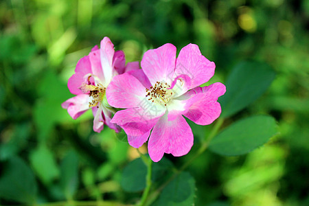 花花草草图片