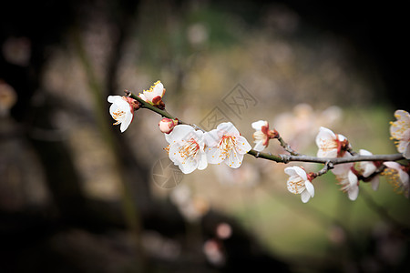 春天花草树木白色梅花图片