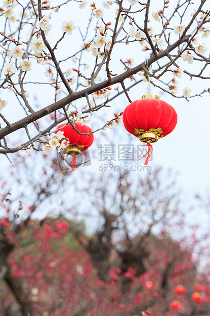 春天花草树木梅花灯笼图片