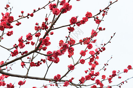 春天花草树木红色梅花在白色背景上图片