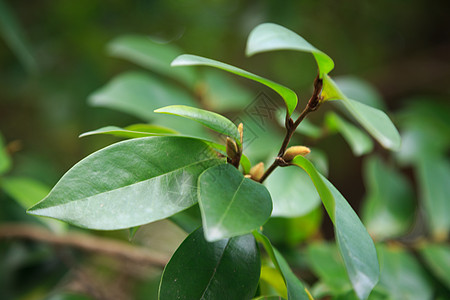 草木绿春天植物花草树木图片