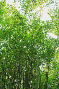 翠绿的竹子图片