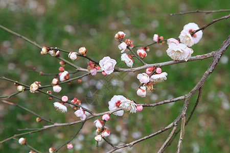 春天植物花草树木梅花图片