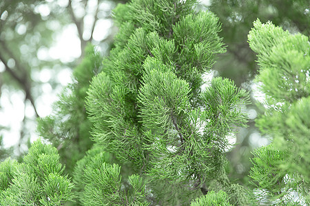 清新自然松树草木绿松枝背景图片