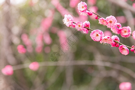 城市公园清新梅花背景图片