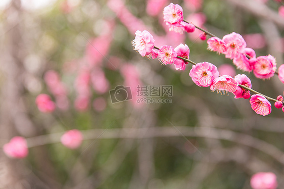 城市公园清新梅花图片