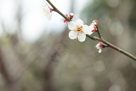 城市公园白色梅花图片