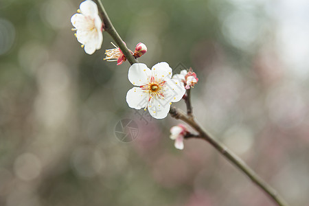 城市公园白色梅花图片