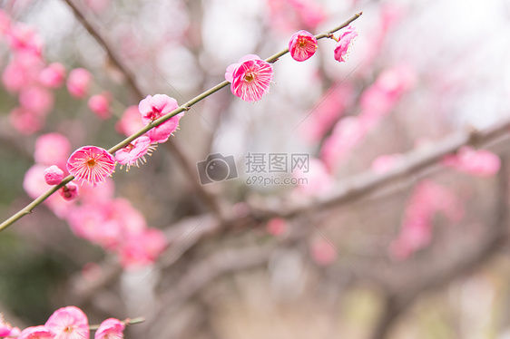 城市公园清新梅花图片